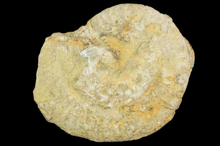 Fossil Ammonite (Ochetoceras) - France #104553